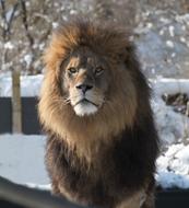 proud furry lion