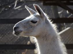 white fluffy llama