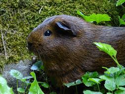 Guinea-Pig Mammal Agouti