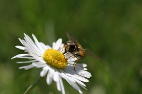 Daisy Hoverfly Insect