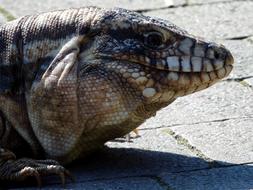 Reptile Animal Nature