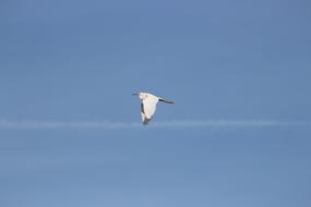 Bird Flight Little Egret