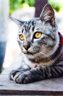 Animals Pets Cat
