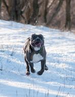 Dog Pitbull Terrier