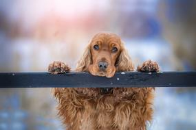 Cocker Spaniel Dog Pet
