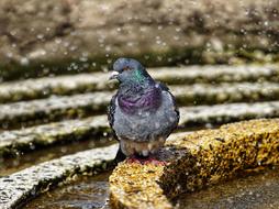 Pigeon Relax Bird