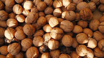Harvest of ripe walnuts