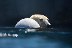Bear Polar Animal