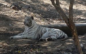 Tiger White Cat