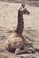 Giraffe Animal Africa