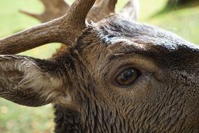 Animal World Mammal