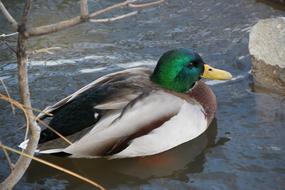 Mallard Duck Bird