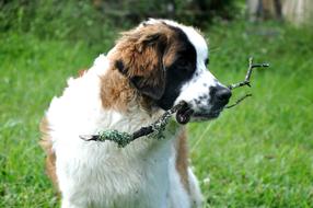 Pet Dog Nature