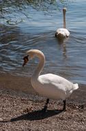 Waters Bird Nature