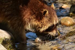 Raccoon Wild Animal Furry