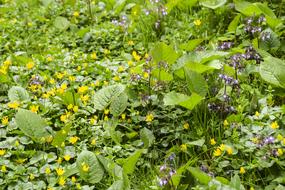 Field Meadow Flowers