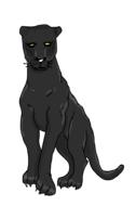 black panther panther wild cat