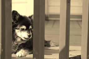 Puppy Dog European