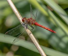Dragonfly Red Wings