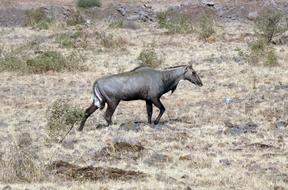 Nilgai Antelope Animal