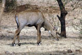 Nilgai Antelope Animal
