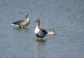 Bird Goose Greylag