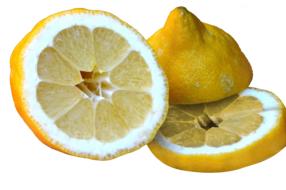 sliced juicy sour lemon
