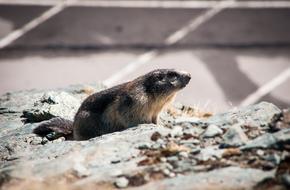 Marmot Animal Rodent