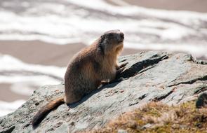 Marmot Animal Rodent