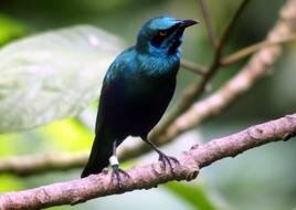 the bird is a beautiful blue branch