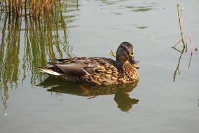 Duck Bird Animals