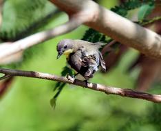 Bird Wildlife Animal