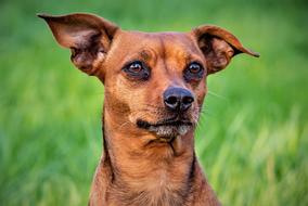 Animal Dog Cute