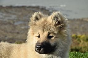 Close up of a furry puppy