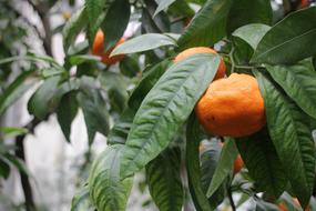 ripe tangerine hidden in the foliage