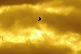 Sky Milan Bird