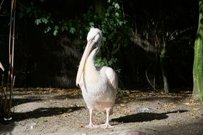 white pelican in the zoo