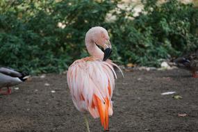 pink flamingo in the zoo