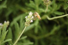 Insect Bee on field Flower