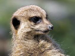 meerkat face close-up