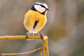 Blue Tit Bird in forest Nature