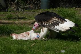 Vulture Bird Of Prey hunting