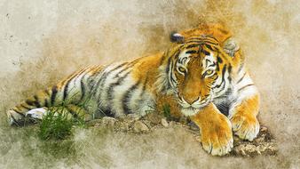 tiger predator animal exotic