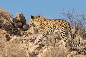 Wildcat Kalahari Big Cat