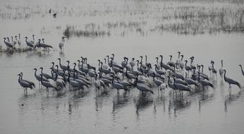 Bird Crane Demoiselle Grus virgo