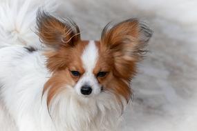 Dog Dwarf Spaniel Papillon