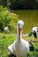 Stork Bird Pen