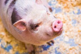Pig The Minipig Animal
