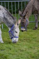 donkeys eat grass at the zoo