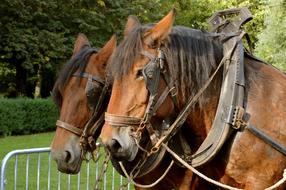 Horse Animal Horseback Riding